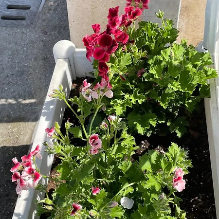 Dependance Marina Riccione